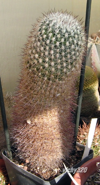 Echinofossulocactus vaupelianus 