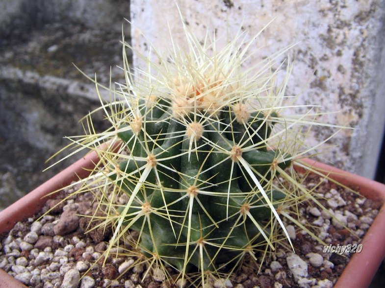 Echinocactus grusonii 