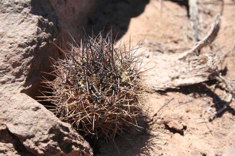 copiapoa humilis ssp. tocopillana 