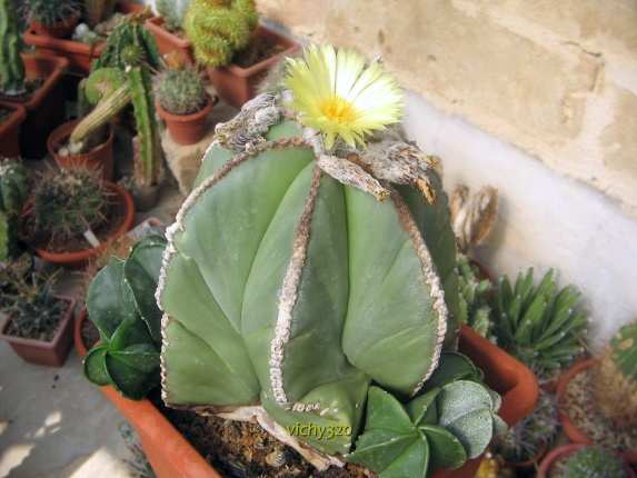 Astrophytum myriostigma v. nudum 