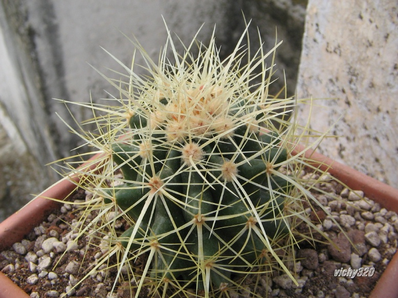 Echinocactus grusonii 