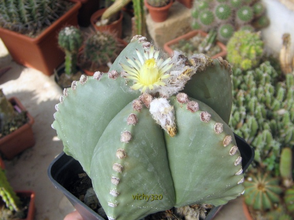 Astrophytum myriostigma v. nudum 