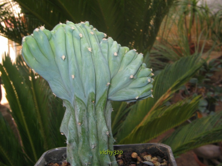 Myrtillocactus geometrizans f. cristatus 