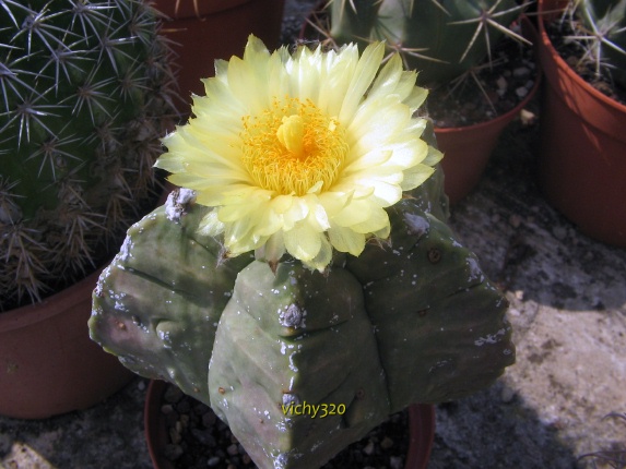 astrophytum myriostigma cv. hakuun x fukuryu