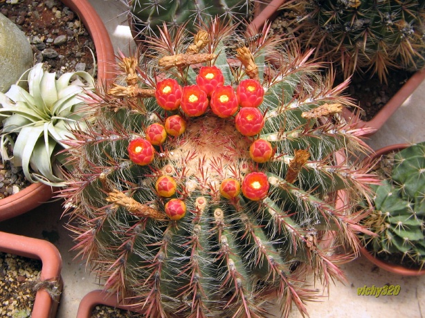 Ferocactus stainesii v. pilosus 