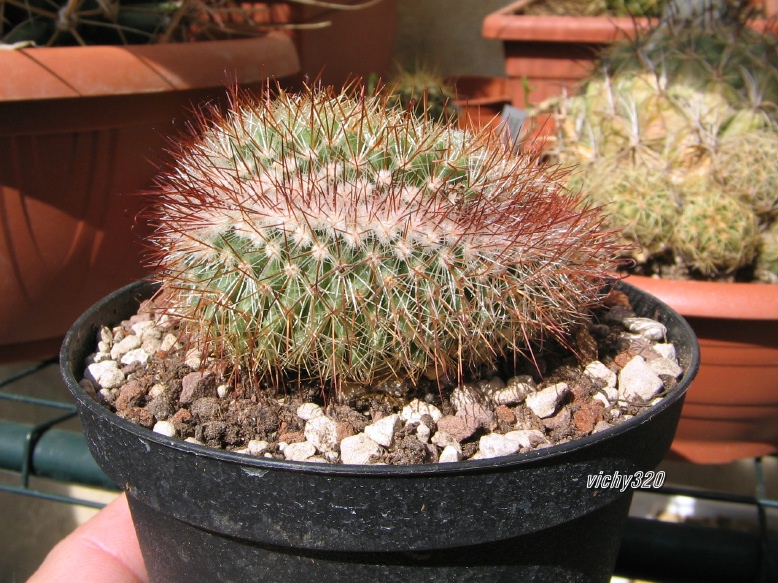 Mammillaria spinosissima f. cristata 