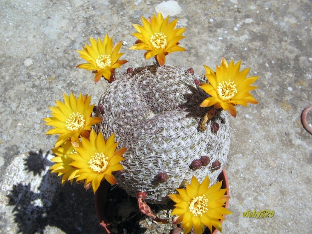 Sulcorebutia arenacea 