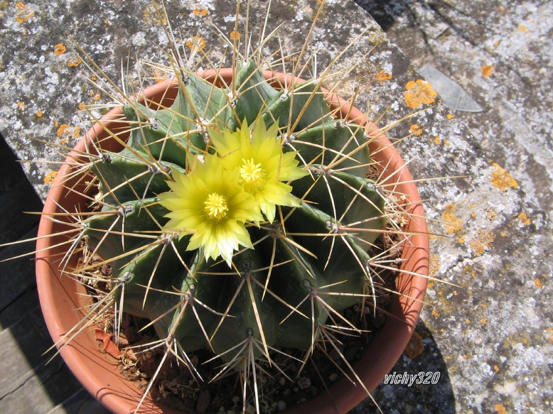 Ferocactus echidne v. rafaelensis 