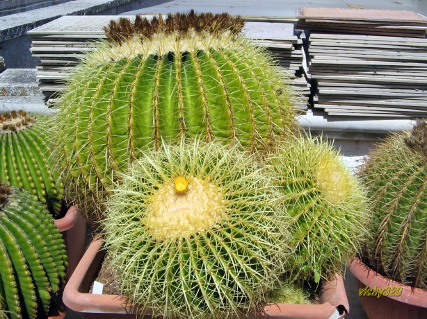 Echinocactus grusonii 