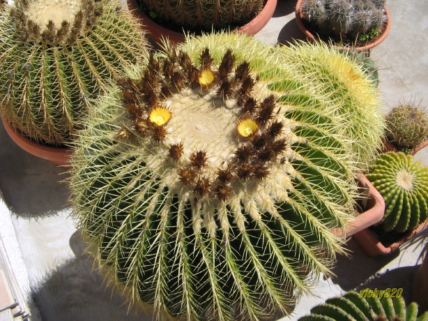 Echinocactus grusonii 