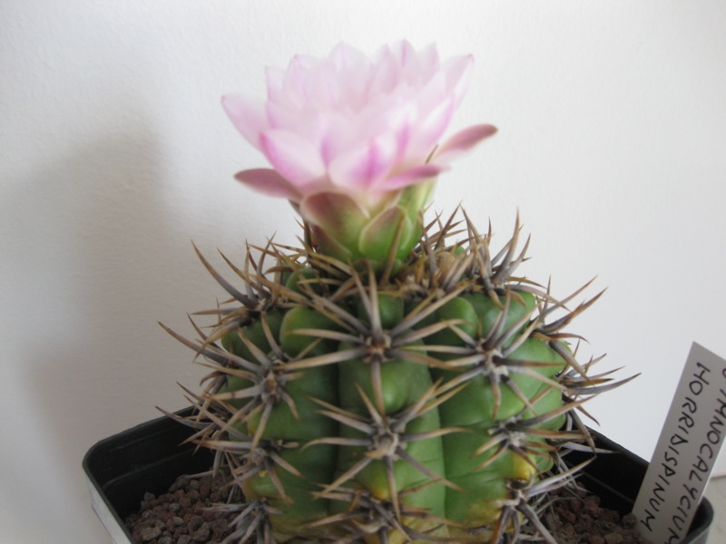 Gymnocalycium horridispinum 