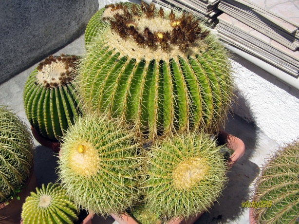 Echinocactus grusonii 