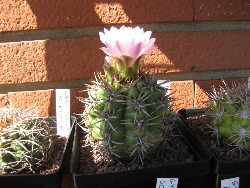 Gymnocalycium horridispinum 