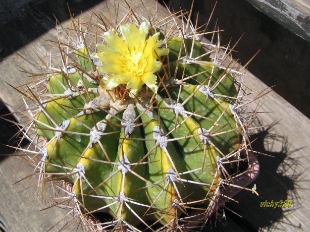 Ferocactus schwarzii 