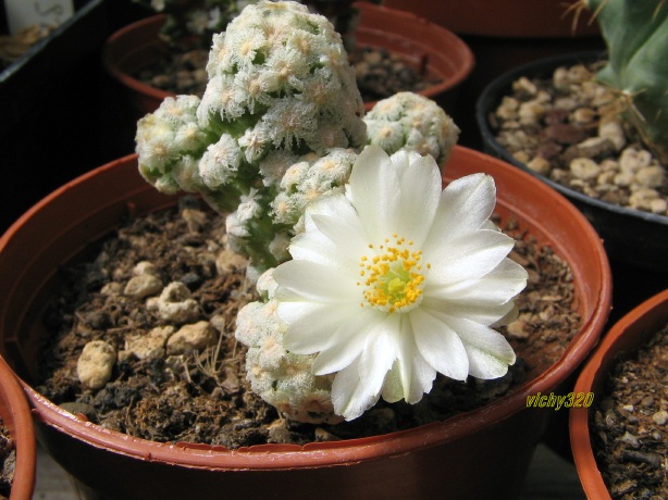 Mammillaria theresae f. albiflora 