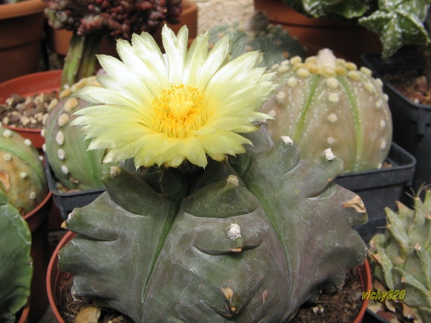 Astrophytum myriostigma cv. kikko 