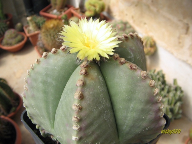 Astrophytum myriostigma f. nudum 