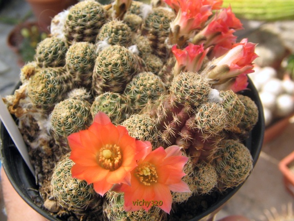 Rebutia pygmaea 