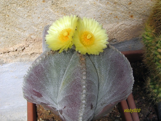 Astrophytum myriostigma 