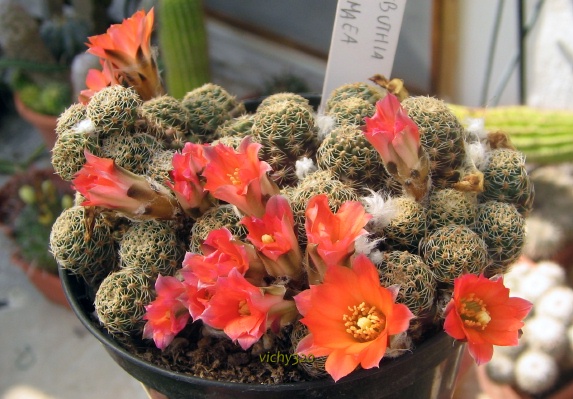 Rebutia pygmaea 