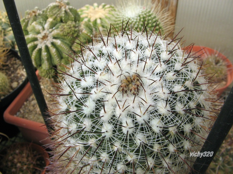 Echinofossulocactus vaupelianus 