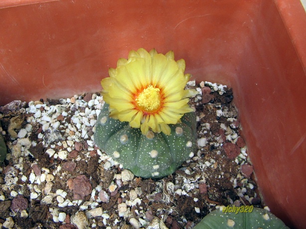 Astrophytum asterias 