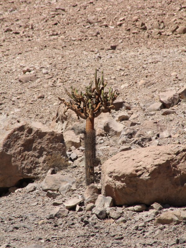 Browningia candelaris 