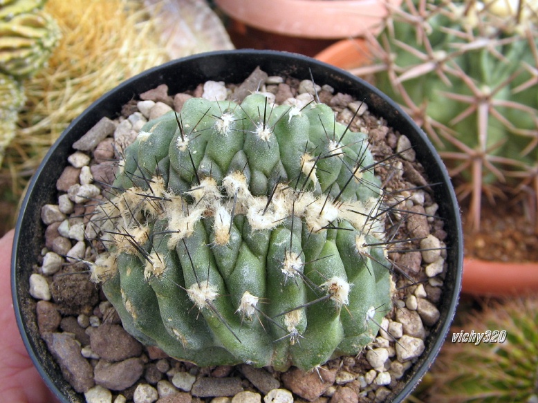 Copiapoa paposoensis f. cristata 