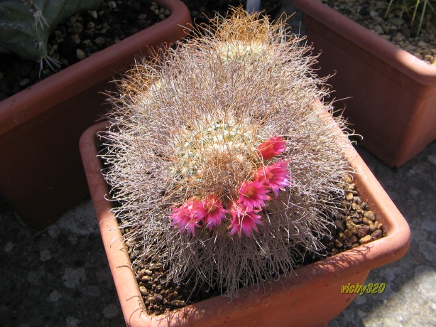 Mammillaria rekoi ssp. leptacantha 