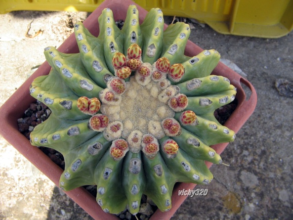 Ferocactus glaucescens v. inermis 