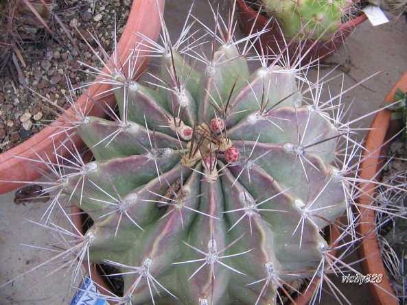 Ferocactus echidne v. rhodanthus 