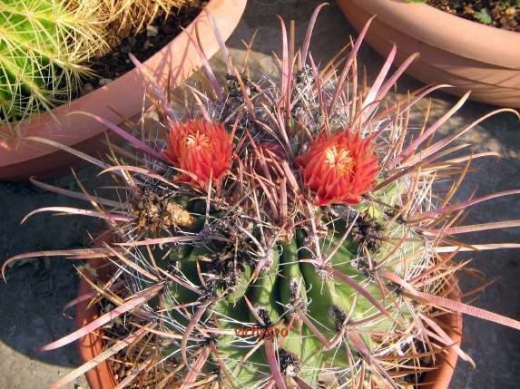 Ferocactus californicus 