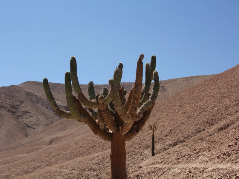 Browningia candelaris 