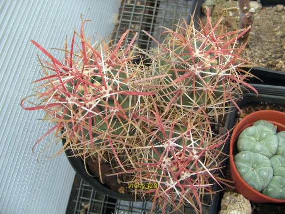 ferocactus chrysacanthus f. rubrispinus