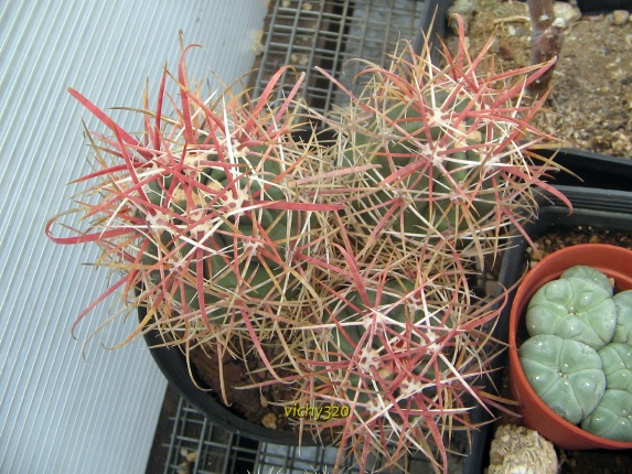 Ferocactus chrysacanthus f. rubrispinus 