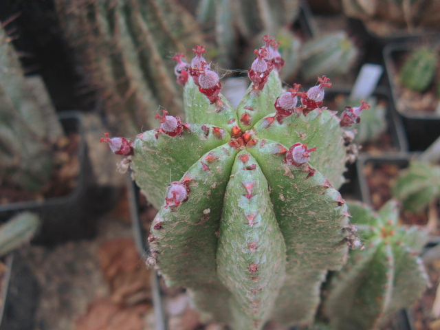Euphorbia anoplia 