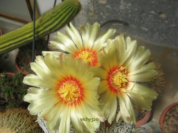 Astrophytum asterias cv. super kabuto 