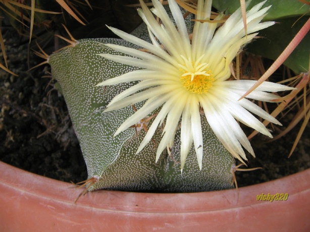 Astrophytum myriostigma x ornatum 