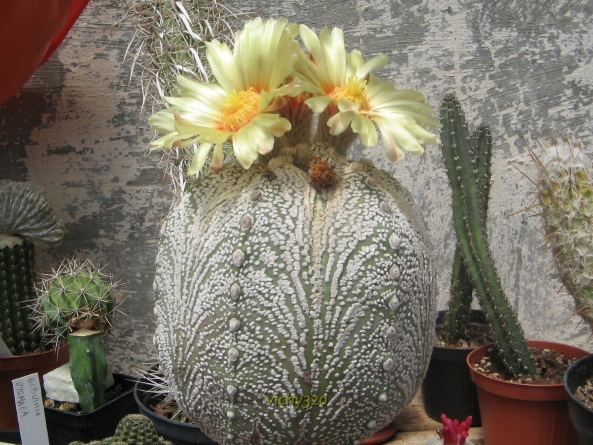 Astrophytum asterias cv. super kabuto 