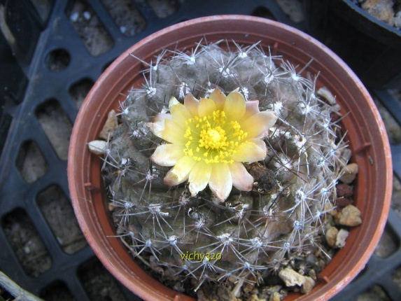 Copiapoa humilis 