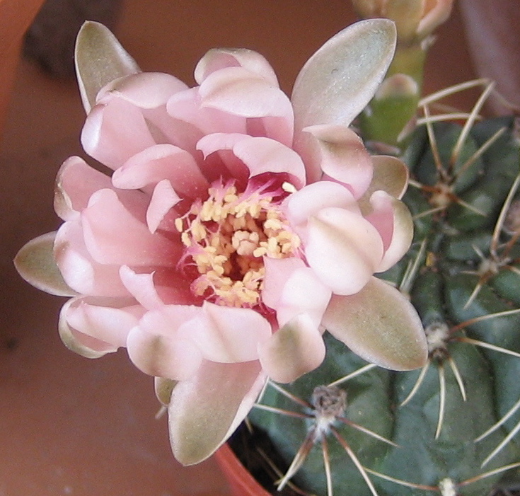 Gymnocalycium baldianum 