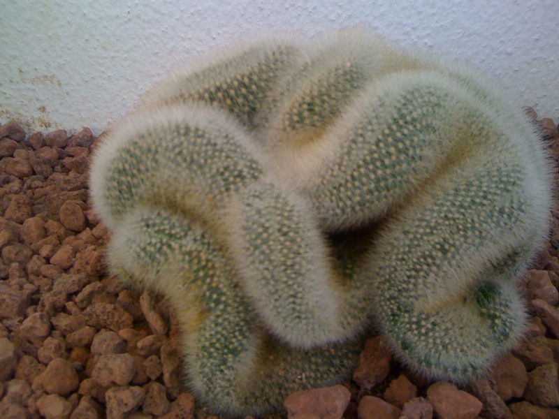 Mammillaria spinosissima f. cristata 