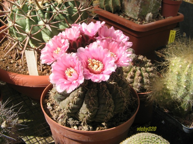 Gymnocalycium baldianum 