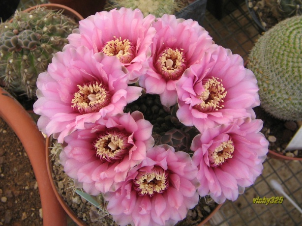 Gymnocalycium baldianum 