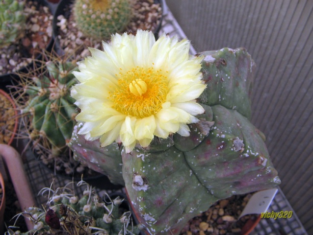 Astrophytum myriostigma cv. hakuun x kikko 