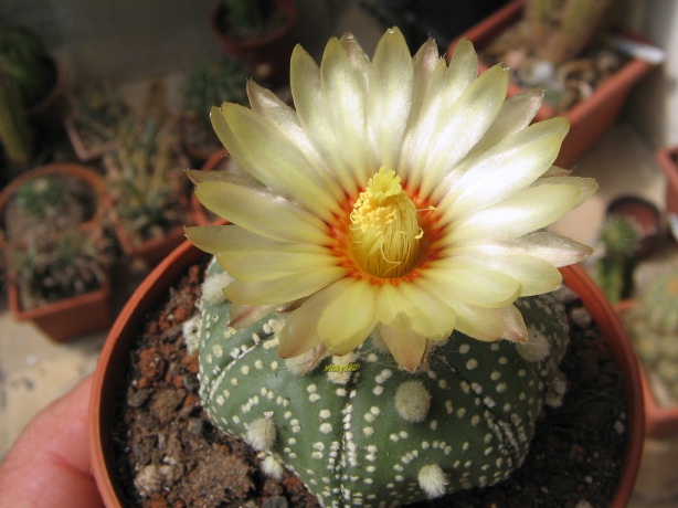 Astrophytum asterias cv. miracle 