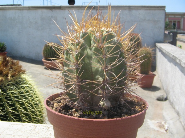 Copiapoa solaris 