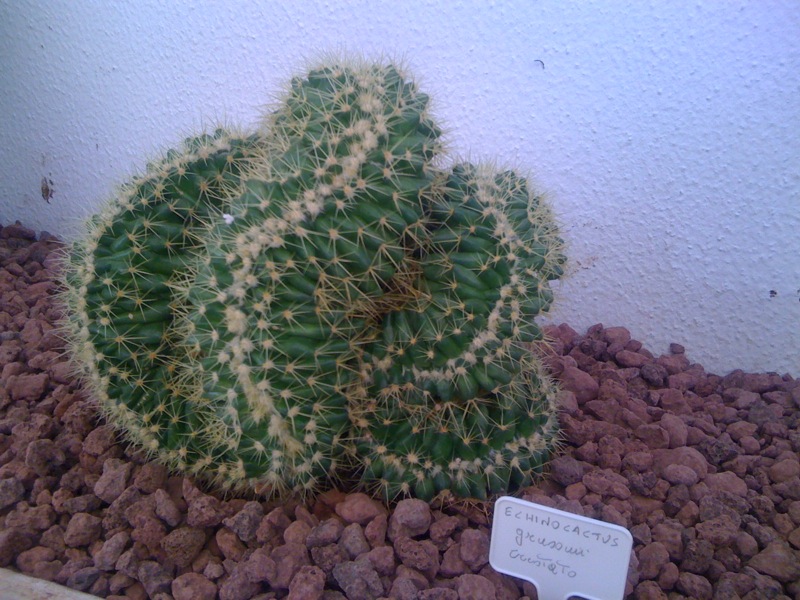 Echinocactus grusonii f. cristatus 