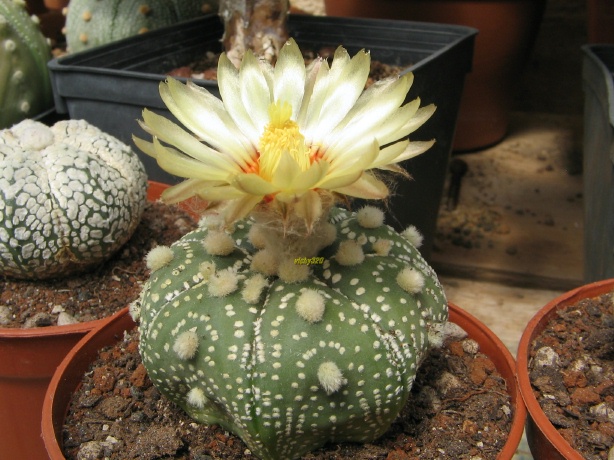 Astrophytum asterias cv. miracle 