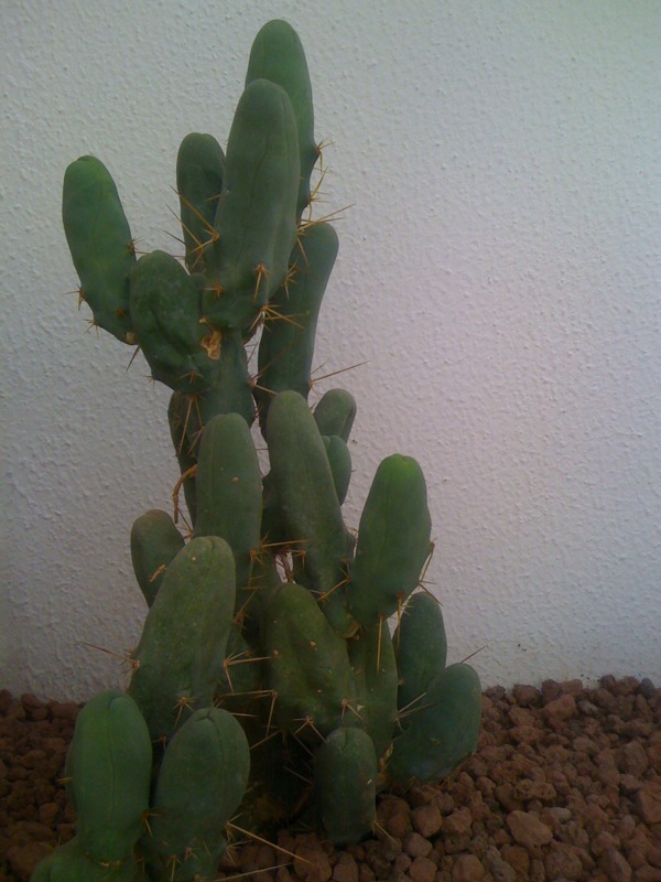 Trichocereus bridgesii f. monstruosus 